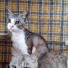 甘えん坊のぎんちゃん サムネイル4