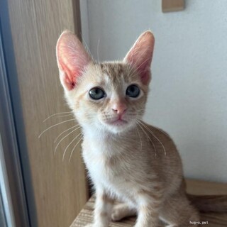 ねねちゃん