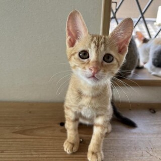 ちゃちゃちゃん