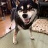 けんけんけんさん