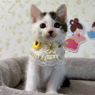 ゴミ箱に捨てられてた兄妹☆うさぎしっぽ蘭丸
