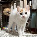 人馴れ練習中！遊ぶことが大好き♡しゃけちゃん