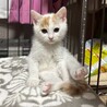 人馴れ練習中！遊ぶことが大好き♡しゃけちゃん サムネイル2