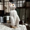 人馴れ練習中！遊ぶことが大好き♡しゃけちゃん サムネイル3