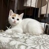 人馴れ練習中！遊ぶことが大好き♡しゃけちゃん サムネイル4