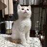人馴れ練習中！遊ぶことが大好き♡しゃけちゃん サムネイル5