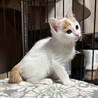 人馴れ練習中！遊ぶことが大好き♡しゃけちゃん サムネイル6
