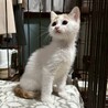 人馴れ練習中！遊ぶことが大好き♡しゃけちゃん サムネイル7