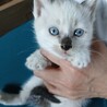 後１匹です子猫５匹里親募集 サムネイル2