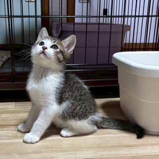 撫でるとゴロゴロ喉を鳴らします★おかかくん