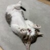 撫でるとゴロゴロ喉を鳴らします★おかかくん サムネイル2