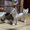 撫でるとゴロゴロ喉を鳴らします★おかかくん サムネイル3