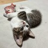 撫でるとゴロゴロ喉を鳴らします★おかかくん サムネイル4