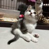 撫でるとゴロゴロ喉を鳴らします★おかかくん サムネイル5