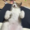 撫でるとゴロゴロ喉を鳴らします★おかかくん サムネイル6