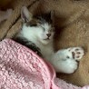 撫でるとゴロゴロ喉を鳴らします★おかかくん サムネイル7