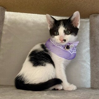 ゴミ箱に捨てられてた兄妹♡蓮丸