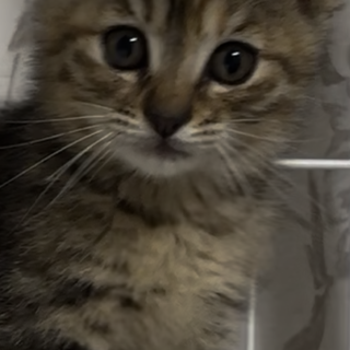のんびりなキジトラちゃん