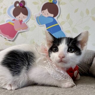 ゴミ箱に捨てられてた兄妹☆瑠璃ちゃん