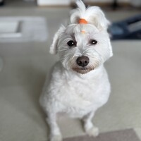 はちこ