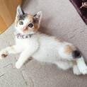 くるんとした尻尾がチャームポイント♡タルトちゃん