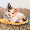 くるんとした尻尾がチャームポイント♡タルトちゃん サムネイル2