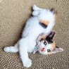 くるんとした尻尾がチャームポイント♡タルトちゃん サムネイル3