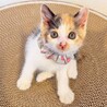 くるんとした尻尾がチャームポイント♡タルトちゃん サムネイル4
