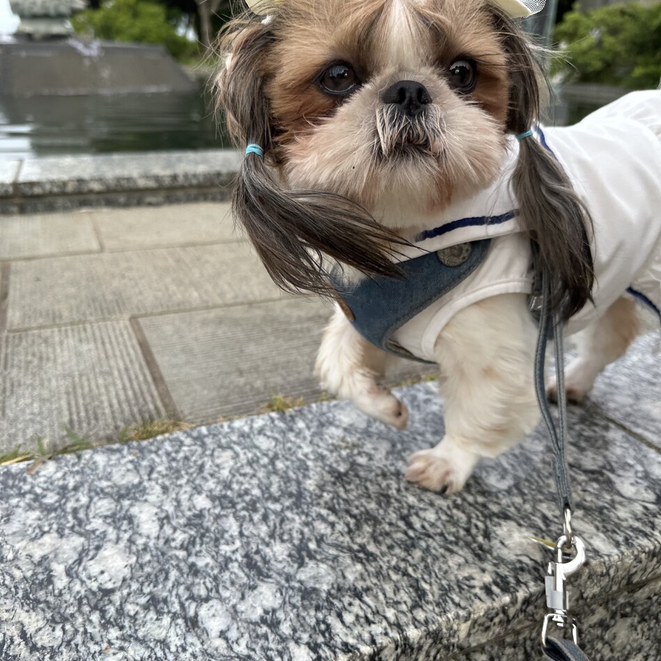 桜兎（おと）のカバー写真