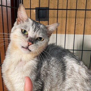 シルバータビーの保護猫里親募集情報 :: ペットのおうち【里親決定30万