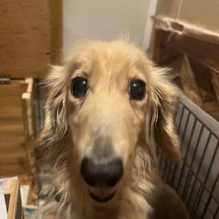 大切に育ててくださるご家族を募集しています