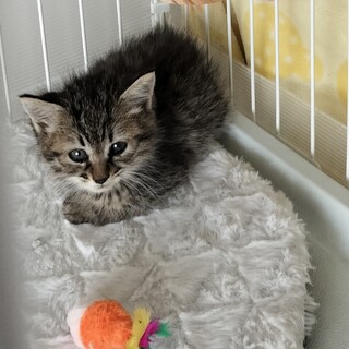 元気な子猫3匹募集中