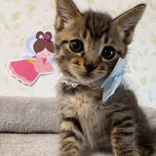 ゴミ箱に捨てられてた兄妹☆凛丸