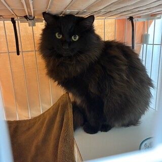 長毛黒猫7月生まれ