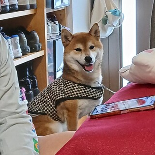 人懐っこい柴犬 4歳 