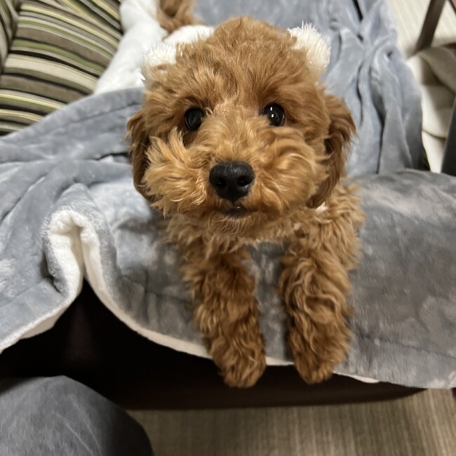 わためゆうななのカバー写真