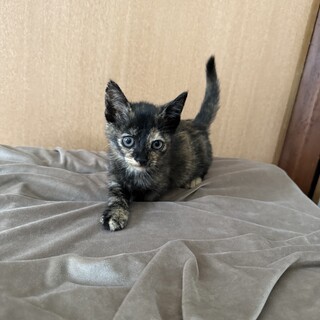 急募　生後2ヶ月のさび猫ちゃん