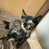 急募　生後2ヶ月のさび猫ちゃん サムネイル2