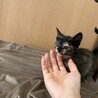 急募　生後2ヶ月のさび猫ちゃん サムネイル3