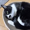 れびとれ