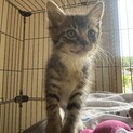人懐っこすぎる子猫の里親募集❤︎
