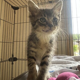 人懐っこすぎる子猫の里親募集❤︎