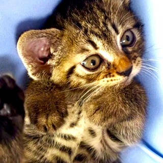 ４月生まれの子猫♡メメくん