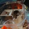 はむはむちや