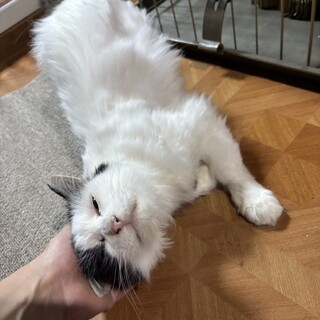 過酷な環境で頑張って生きてきた穏やかな長毛ちゃん