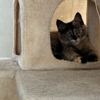 可愛い長毛猫抱っこ大好き・きなこちゃん