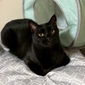 お昼寝大好き黒猫君
