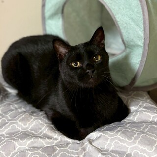 お昼寝大好き黒猫君