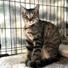 人なれ頑張り中のキジトラお母さん