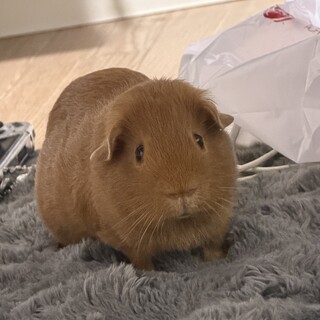 生後半年モルモット♂︎里親募集